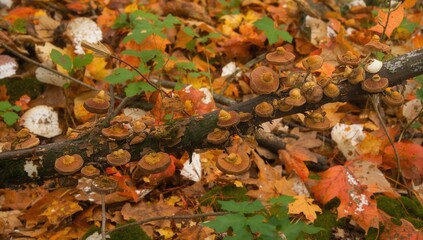 A slender branch covered with various parasitic mushrooms amid a bed of autumn leaves, showcasing the risk of tree damage