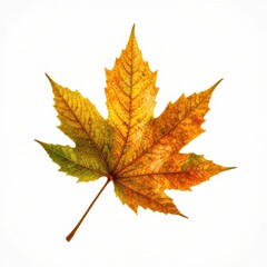Detailed Close-Up of a Vibrant Autumn Maple Leaf Showcasing Rich Yellow and Green Colors