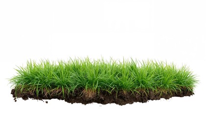 Vibrant green grass landscape set against a clean white backdrop, ideal for editorial header background