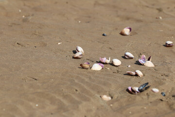 Shells on a sandy beach on the ocean