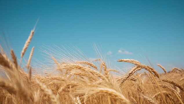 Golden wheat field beneath clear skies, illustrating agricultural abundance and seasonal change