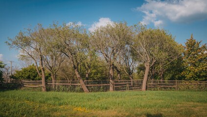 Obraz premium A Cluster of Trees Forming a Natural Barrier, Erosion Risk