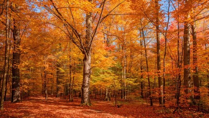 Fototapeta premium Golden trees amidst vibrant autumn leaves, showcasing seasonal change