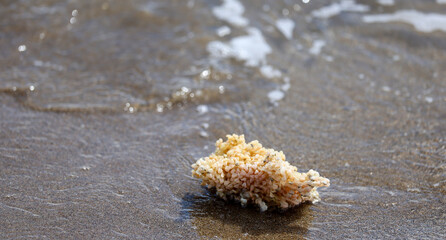 Coral washed up on a beach in southern France