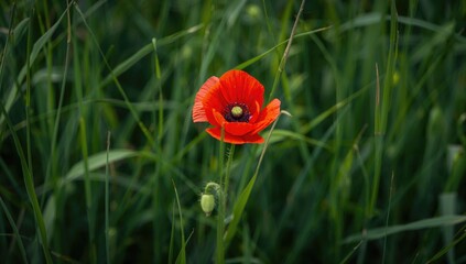 Obraz premium Red Poppy Flower Set Against Lush Green Grass, Seasonal Change