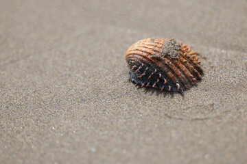 Shells on a sandy beach on the ocean