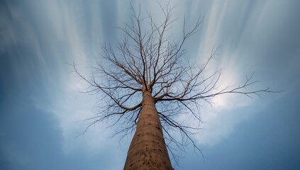 Bare tree during springtime seen from a low angle against a cloudy sky, seasonal change