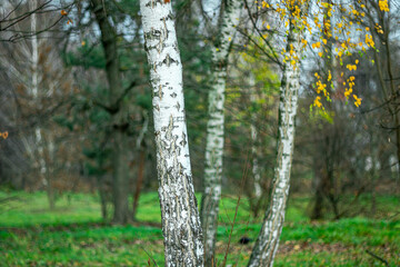 Trunks of white birches on a cloudy autumn day in a city park.