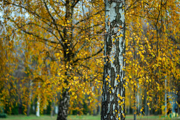 Trunks of white birches on a cloudy autumn day in a city park.