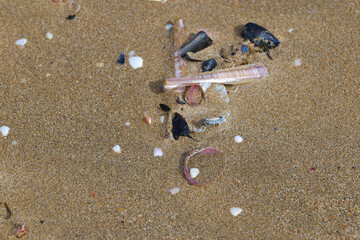 Shells on a sandy beach on the ocean