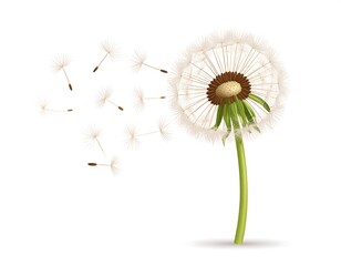 Close-up illustration of a dandelion releasing its seeds against a white background