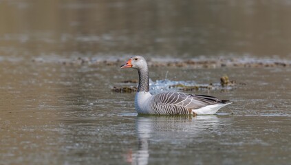 Obraz premium Greylag Goose elegantly swims through tranquil waters and wetlands, symbolizing the grace of aquatic wildlife