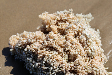 Coral washed up on a beach in southern France