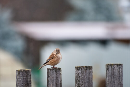 A small linnet sitting on a fence close-up