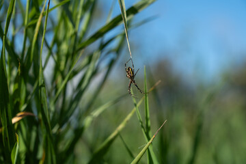 Wasp spider (Argiope bruennichi) sitting in its web among tall green grass. The fine silk threads, woven by the spider itself, shimmer in the sunlight. Photo taken during the day.