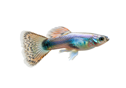 Colorful Guppy Fish with Spotted Fan Tail and Iridescent Body on White Background