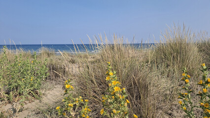 La grande plage de sable entre S&egrave;te et Marseillan dans le d&eacute;partement de l'H&eacute;rault en France