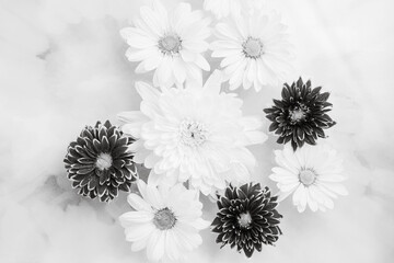 Variegated dahlia, chrysanthemum, and daisy flowers, black and white background.