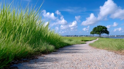 Tree Lined Walking Trail Path with Green Grass and Blue Sky with Clouds in Daytime Lighting