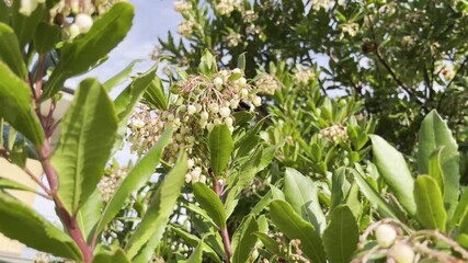 A bumblebee feeds clumsily on the delicate bell-shaped flowers of a Strawberry Tree. The bee hangs onto the blossom, capturing a moment of busy, yet awkward, pollination in the natural environment.