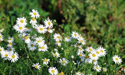 Daisies Chamomile Flower Plant with White Flowers