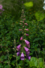 Obraz premium Purple foxglove (Digitalis purpurea) blooms on a sunny meadow. Bright purple bell-shaped flowers grow on tall stems, surrounded by green grass. Close-up, summer day, soft natural lighting.
