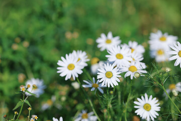 Daisies Chamomile Flower Plant with White Flowers