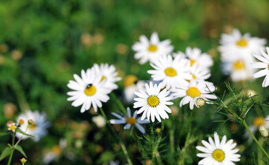 Daisies Chamomile Flower Plant with White Flowers