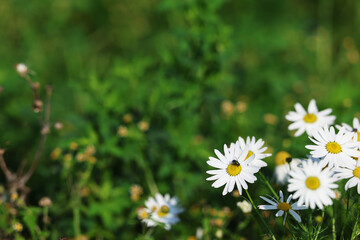 Daisies Chamomile Flower Plant with White Flowers