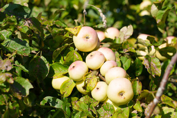 Ripe apples hang on the apple tree branches like clusters of grapes. Close-up shot.