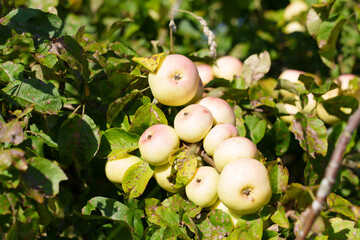 Ripe apples hang on the apple tree branches like clusters of grapes. Close-up shot.