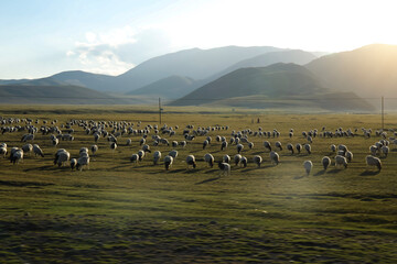 Herding sheep