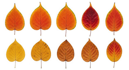 Fototapeta premium Colorful autumn leaves displaying nature's seasonal transformation