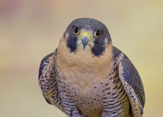 Peregrine Falcon ( Falco peregrinus ) closeup