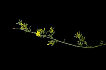 Jasminum Fruticans Yellow Wild Jasmine Branch Isolated on a Pure Black Background