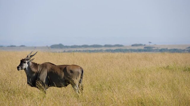 A beautiful majestic common eland antelope stands in profile among the tall, golden grasses of the vast savanna in Maasai Mara National Reserve Kenya on a sunny day.