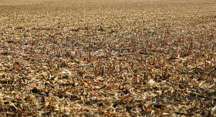 Harvested cornfield in autumn agriculture