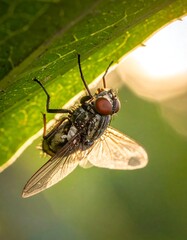 Close-up macro photograph of a common housefly perched on a vibrant green leaf