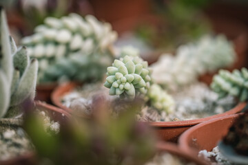 Nahaufnahme von Kakteen und Sukkulenten