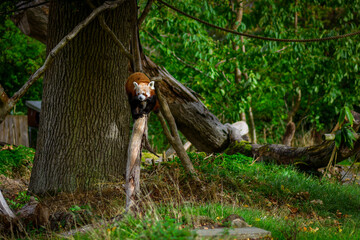 Red panda climbing down a tree in the forest