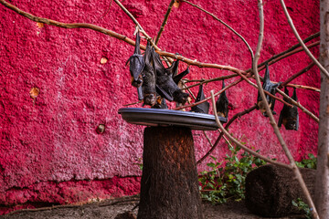 Flying fox bats with a red wall in the background at the zoo