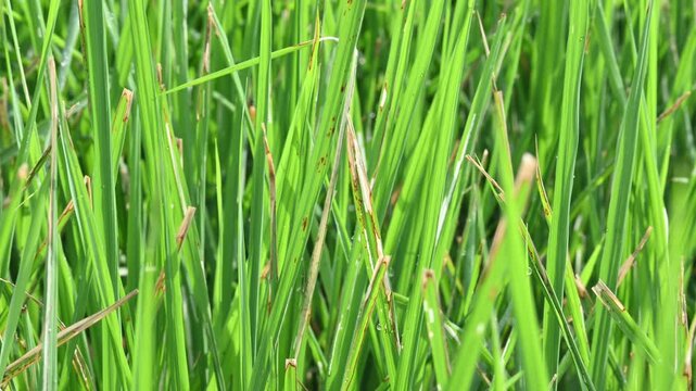 Bacterial leaf blight disease in rice plant. A common and serious rice disease, Bacterial Leaf Blight, is caused by the bacterium Xanthomonas oryzae pv. oryzae.
