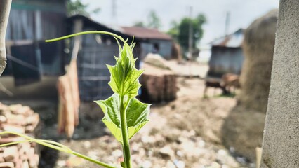New green leaf sprouting in rural village