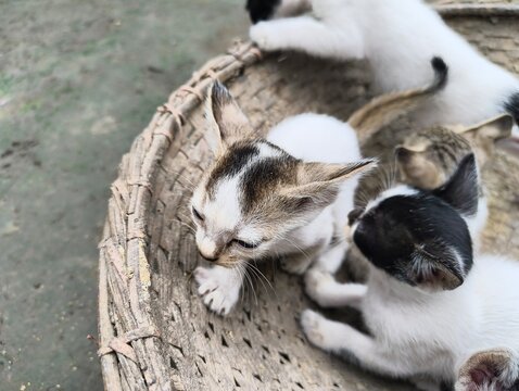 Mother cat and kittens in woven basket - Powered by Adobe