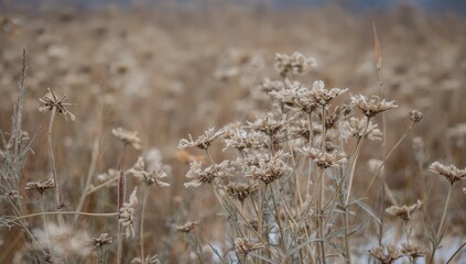 Fototapeta premium Dry meadow flowers in a winter field, showcasing seasonal change