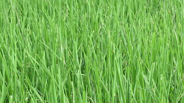 Bacterial leaf blight disease in rice plant. A common and serious rice disease, Bacterial Leaf Blight, is caused by the bacterium Xanthomonas oryzae pv. oryzae.

