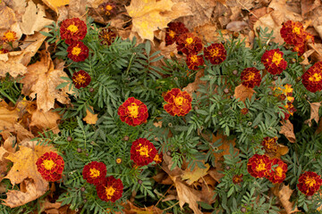 Top view of a bush of a marigolds