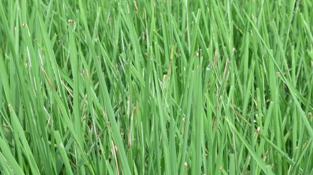 Bacterial leaf blight disease in rice plant. A common and serious rice disease, Bacterial Leaf Blight, is caused by the bacterium Xanthomonas oryzae pv. oryzae.
