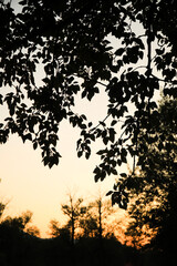 Naklejka premium The silhouette of a leaf