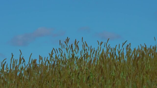 Yellow and bluish foxtail grass (Setaria pumila) , blending with the blue sky and soft clouds on the horizon. The scene is slightly out of focus, giving it a dreamy, almost cartoon-like appearance.